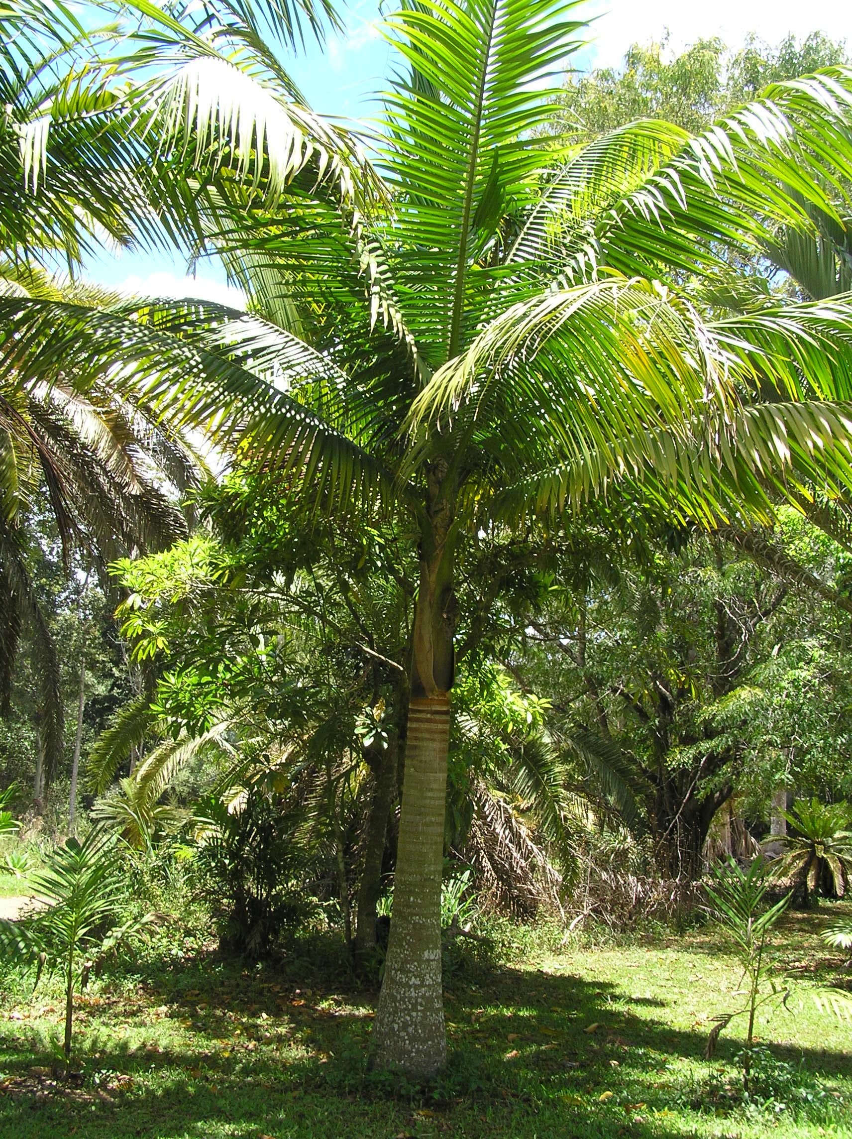 lovers of the “Foxy Lady” palm - DISCUSSING PALM TREES WORLDWIDE - PalmTalk